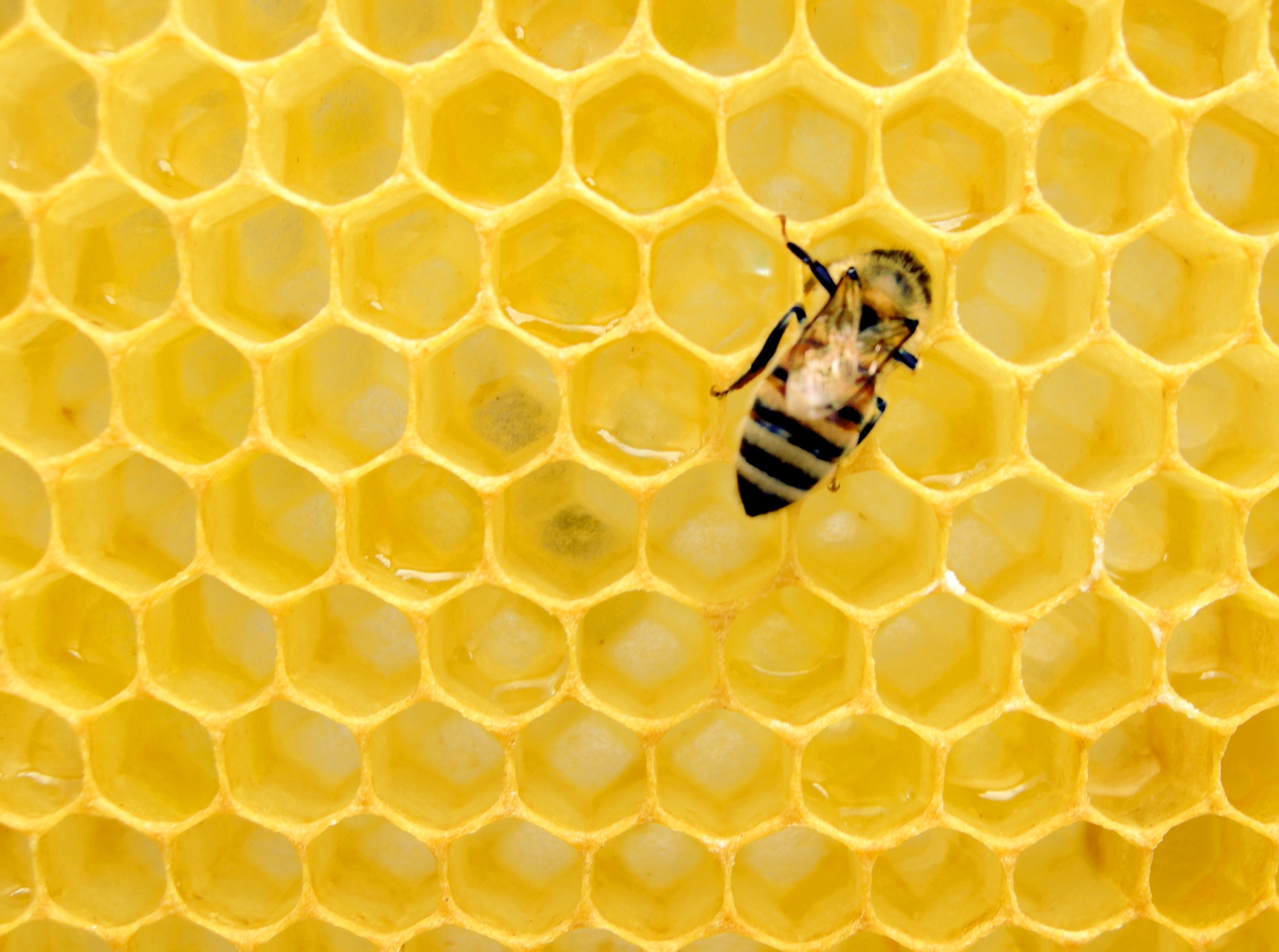Beekeeping